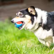 Pet Dog Squeaky Tennis Ball